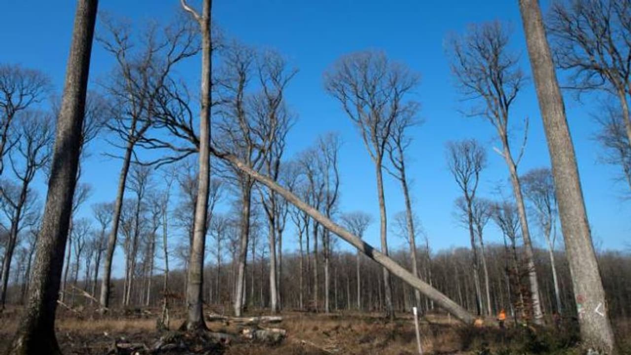 230 വർഷം പഴക്കമുള്ള ഓക്കുമരം നിലംപതിച്ചു, വെട്ടിമാറ്റിയത് നോത്ര ദാമിന്റെ പുനര്നിര്മ്മാണത്തിന് വേണ്ടി 230 വർഷം പഴക്കമുള്ള ഓക്കുമരം നിലംപതിച്ചു, വെട്ടിമാറ്റിയത് നോത്ര ദാമിന്റെ പുനര്നിര്മ്മാണത്തിന് വേണ്ടി