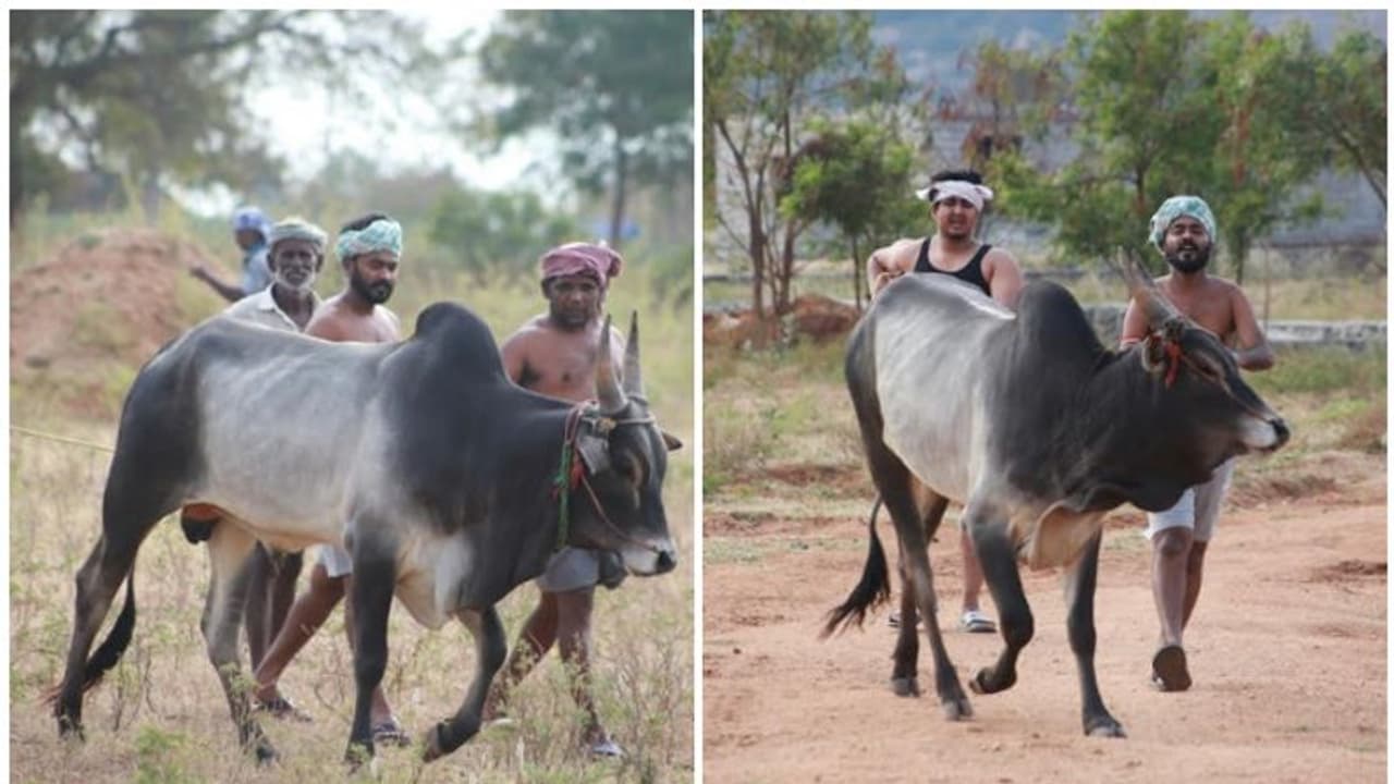 ജെല്ലിക്കെട്ട് കാളകളുമായി അപ്പാനി ശരത്ത്, ചിത്രങ്ങള് ചര്ച്ചയാകുന്നു! ജെല്ലിക്കെട്ട് കാളകളുമായി അപ്പാനി ശരത്ത്, ചിത്രങ്ങള് ചര്ച്ചയാകുന്നു!