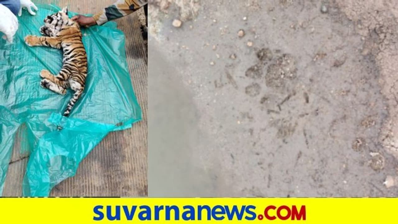 ಬಂಡೀಪುರ : ತಾಯಿಯಿಂದ ಬೇರ್ಪಟ್ಟ 3 ಹುಲಿ ಮರಿ ರಕ್ಷಣೆ ಎರಡು ಸಾವು