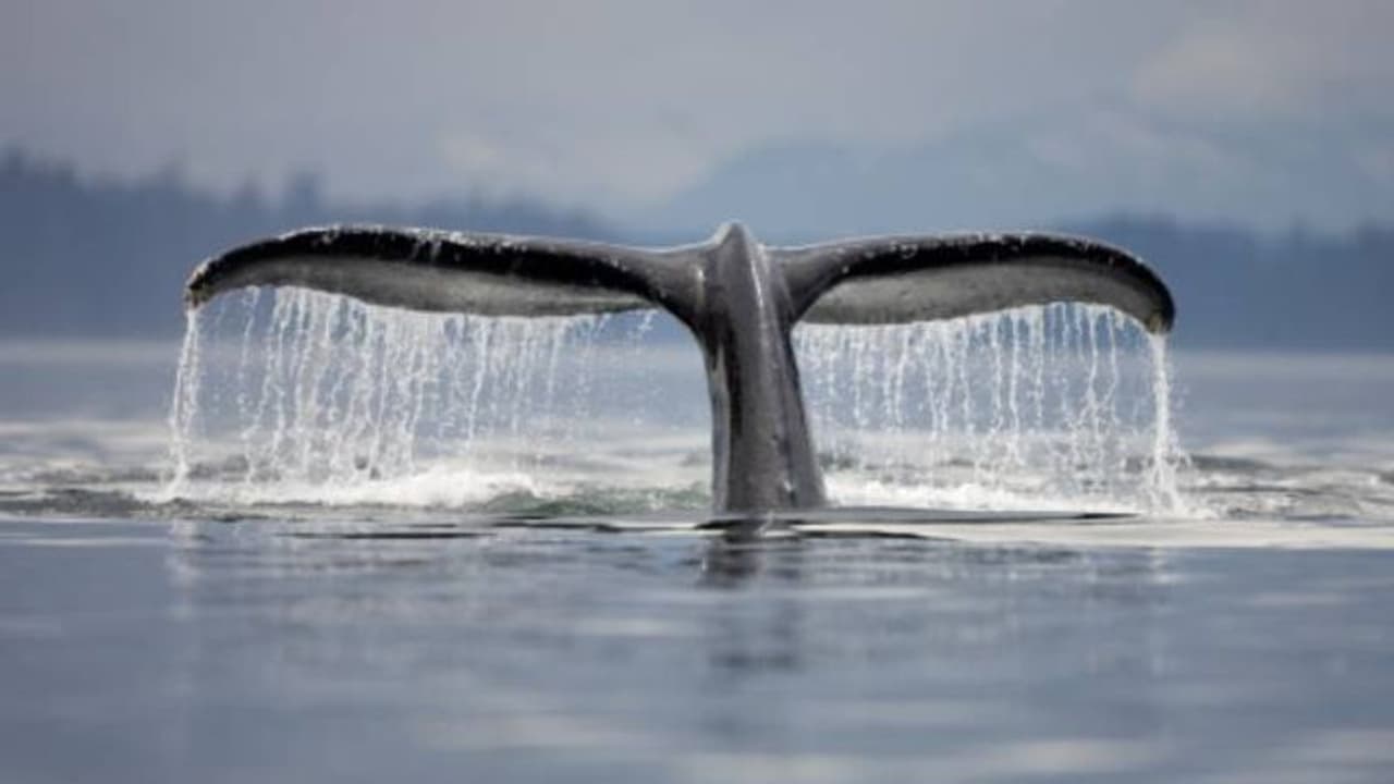 സമുദ്രത്തിന്റെ ആഴത്തിൽ നിന്ന് ഭൂമിയിലെ ചൂടുനിയന്ത്രിക്കാൻ സഹായിക്കുന്ന ജീവി, തിമിംഗലങ്ങളെ കൊന്നൊടുക്കുമ്പോൾ സമുദ്രത്തിന്റെ ആഴത്തിൽ നിന്ന് ഭൂമിയിലെ ചൂടുനിയന്ത്രിക്കാൻ സഹായിക്കുന്ന ജീവി, തിമിംഗലങ്ങളെ കൊന്നൊടുക്കുമ്പോൾ