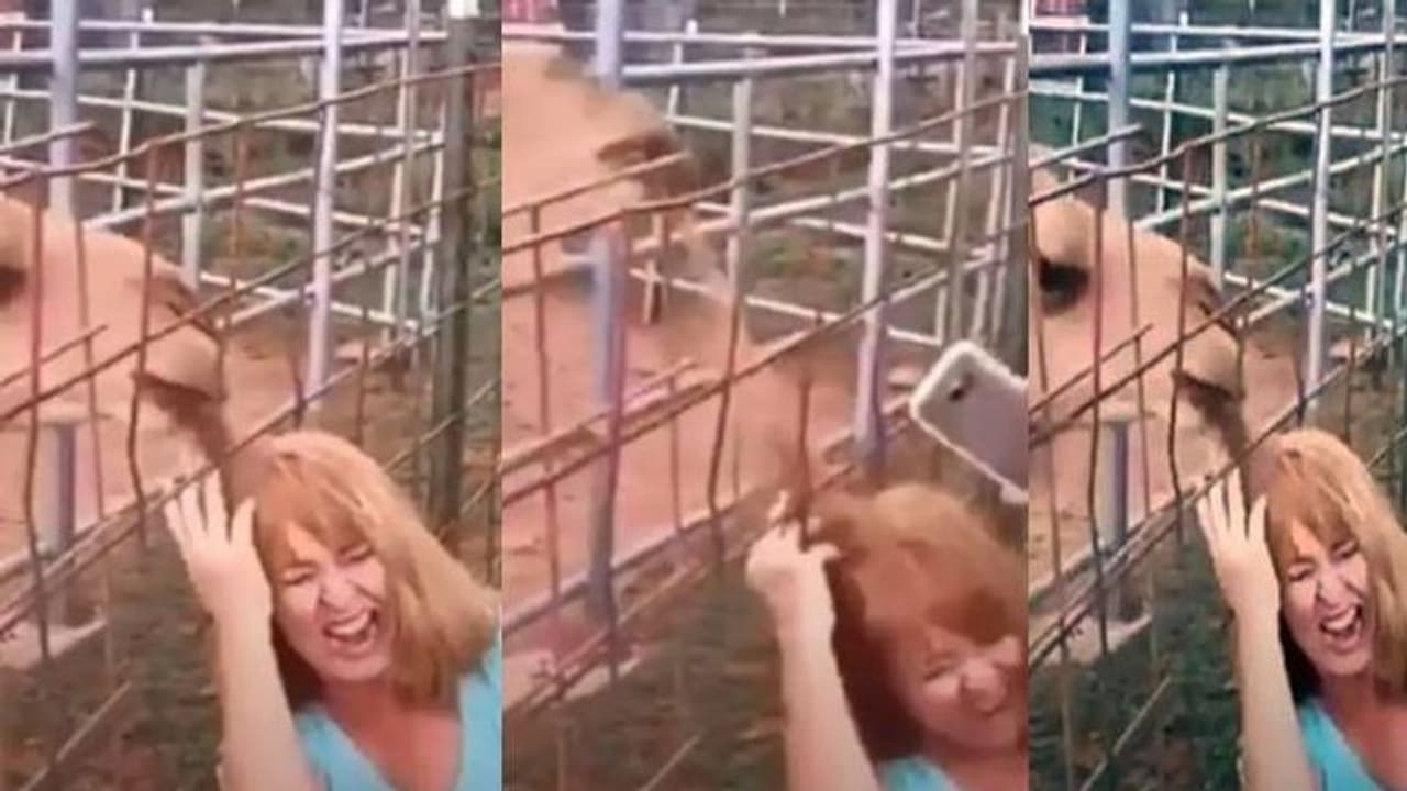 ഒപ്പം സെൽഫിയെടുത്ത സ്ത്രീയുടെ തലമുടി കടിച്ചു വലിച്ച് ഒട്ടകം; വീഡിയോ