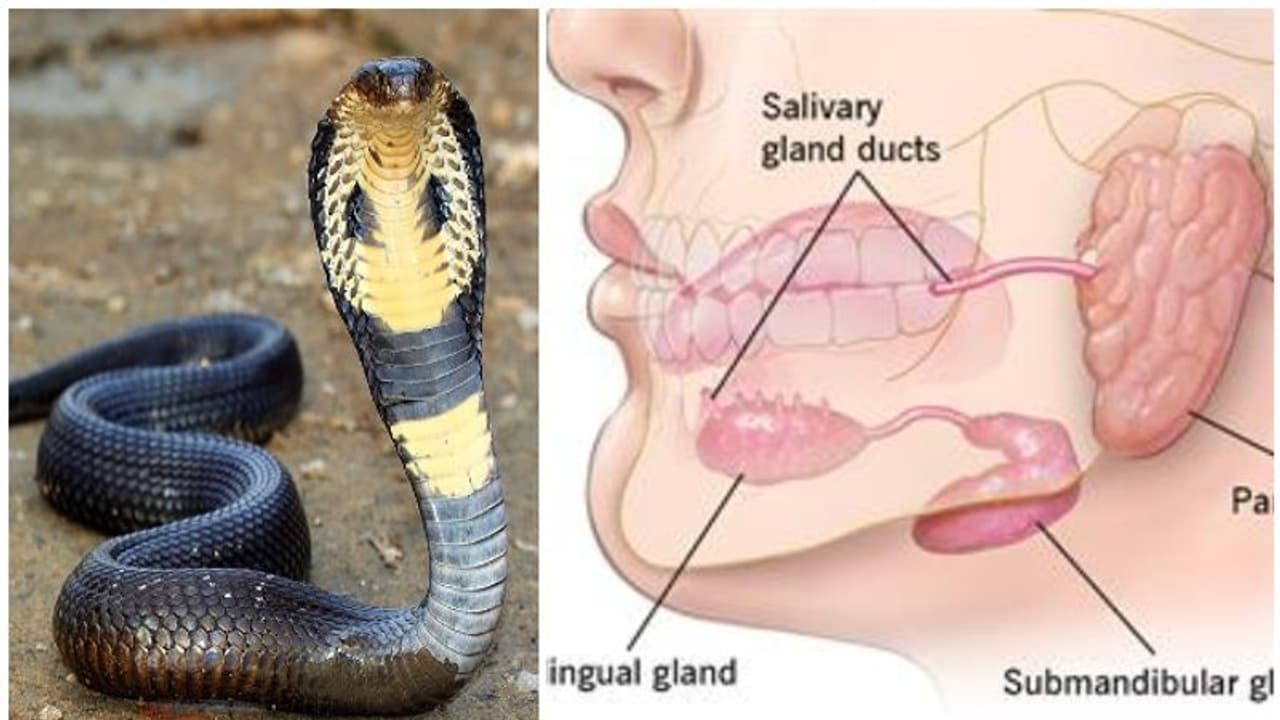 ഭാവിയിൽ മനുഷ്യർ വിഷജീവികളാകുമോ?; നമ്മുടെ ശരീരത്തിൽ അതിനുവേണ്ട ജൈവ 'ടൂൾകിറ്റ്' ഉണ്ടെന്ന് പഠനം ഭാവിയിൽ മനുഷ്യർ വിഷജീവികളാകുമോ?; നമ്മുടെ ശരീരത്തിൽ അതിനുവേണ്ട ജൈവ 'ടൂൾകിറ്റ്' ഉണ്ടെന്ന് പഠനം