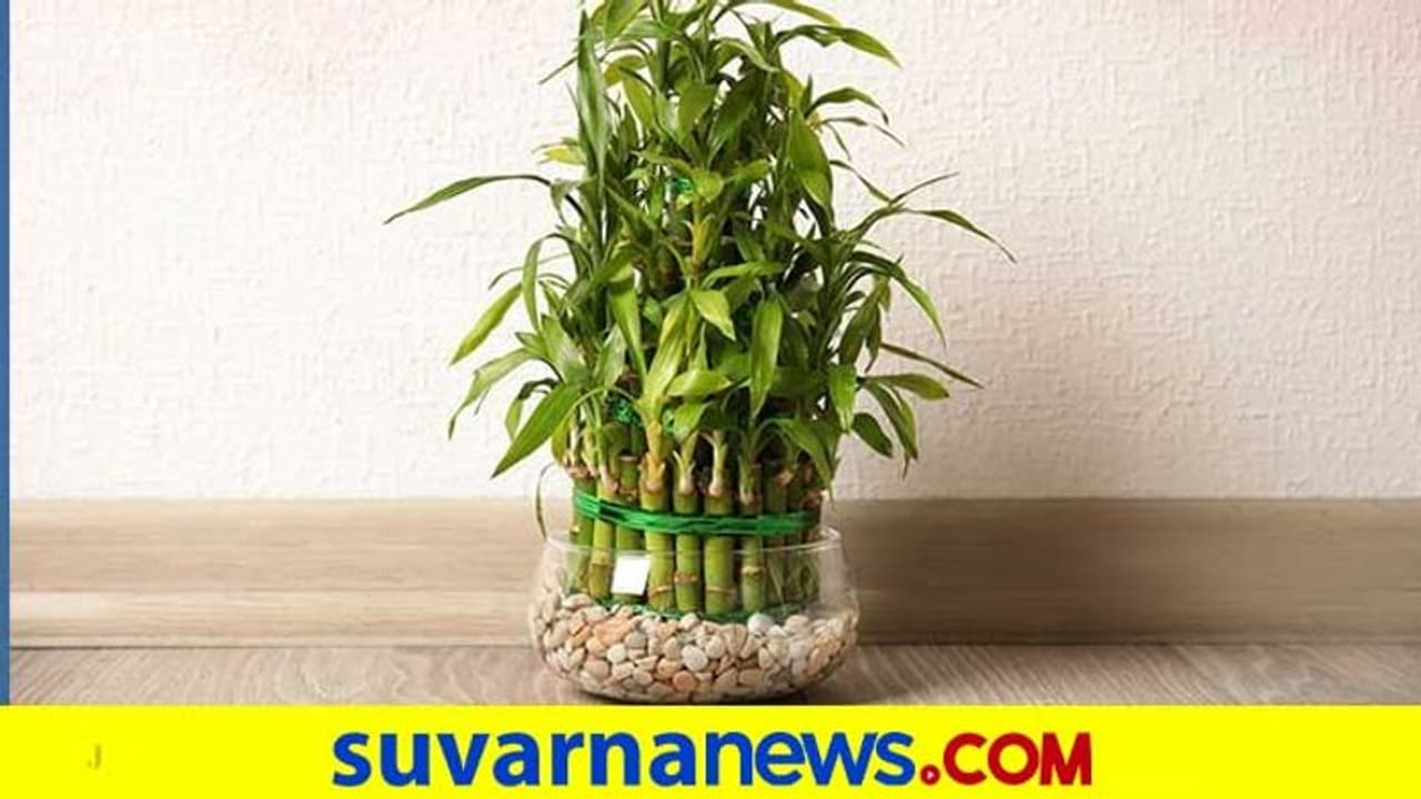 ಮನೆಯನ್ನು ಅಂದಗಾಣಿಸುವ ಈ ವಸ್ತುಗಳು ಅದೃಷ್ಟ ತರುತ್ತವೆ ಮನೆಯನ್ನು ಅಂದಗಾಣಿಸುವ ಈ ವಸ್ತುಗಳು ಅದೃಷ್ಟ ತರುತ್ತವೆ