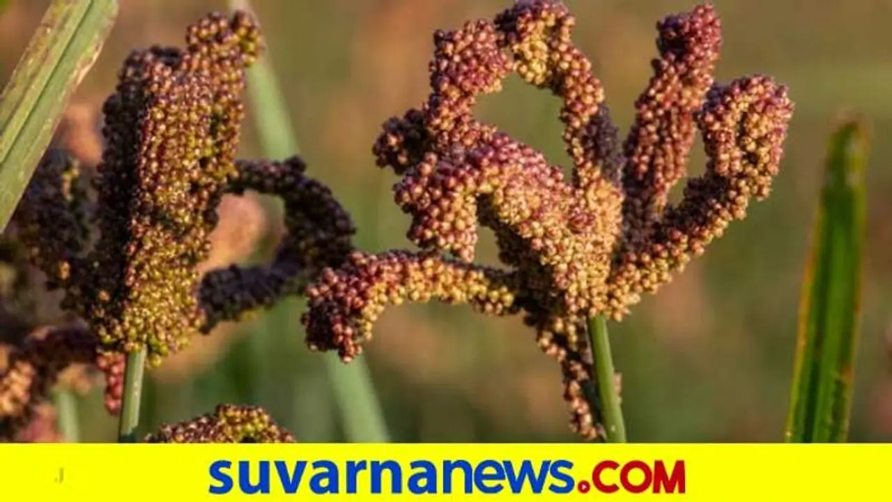 ರಾಗಿ ಬೆಂಬಲ ಬೆಲೆ ದುಡ್ಡು ರೈತರ ಸಾಲಕ್ಕೆ ಜಮಾ..! ರಾಗಿ ಬೆಂಬಲ ಬೆಲೆ ದುಡ್ಡು ರೈತರ ಸಾಲಕ್ಕೆ ಜಮಾ..!