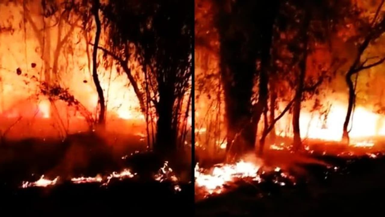 Bandhavgarh Tiger Reserve in MP has been on fire for nearly three days