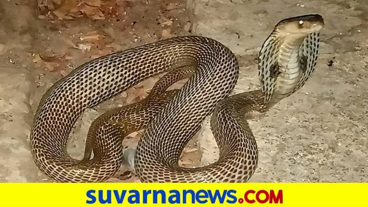 ಗಂಗಾವತಿ: ನವಲಿ ಭೋಗಾಪುರೇಶ ದೇಗುಲದಲ್ಲಿ ಬೃಹತ್ ಗಾತ್ರದ ನಾಗರಹಾವು ಪ್ರತ್ಯಕ್ಷ..! ಗಂಗಾವತಿ: ನವಲಿ ಭೋಗಾಪುರೇಶ ದೇಗುಲದಲ್ಲಿ ಬೃಹತ್ ಗಾತ್ರದ ನಾಗರಹಾವು ಪ್ರತ್ಯಕ್ಷ..!