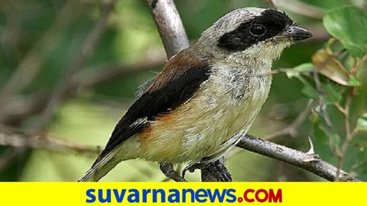 ಹೊಸಪೇಟೆ: ಹಂಪಿ ಕನ್ನಡ ವಿಶ್ವವಿದ್ಯಾಲಯದಲ್ಲಿ ಅಡವಿ ಸಿಪಿಲೆ ಪಕ್ಷಿ!