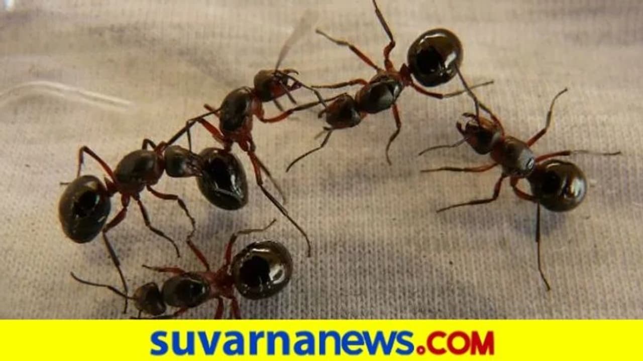 ಅಬ್ಬಾ, ಇವೆಲ್ಲಿಂದ ದಾಂಗುಡಿ ಇಡುತ್ತೋ ಈ ಇರುವೆ, ಕಾಟ ತಪ್ಪಿಸೋದು ಹೇಗೆ? ಅಬ್ಬಾ, ಇವೆಲ್ಲಿಂದ ದಾಂಗುಡಿ ಇಡುತ್ತೋ ಈ ಇರುವೆ, ಕಾಟ ತಪ್ಪಿಸೋದು ಹೇಗೆ?