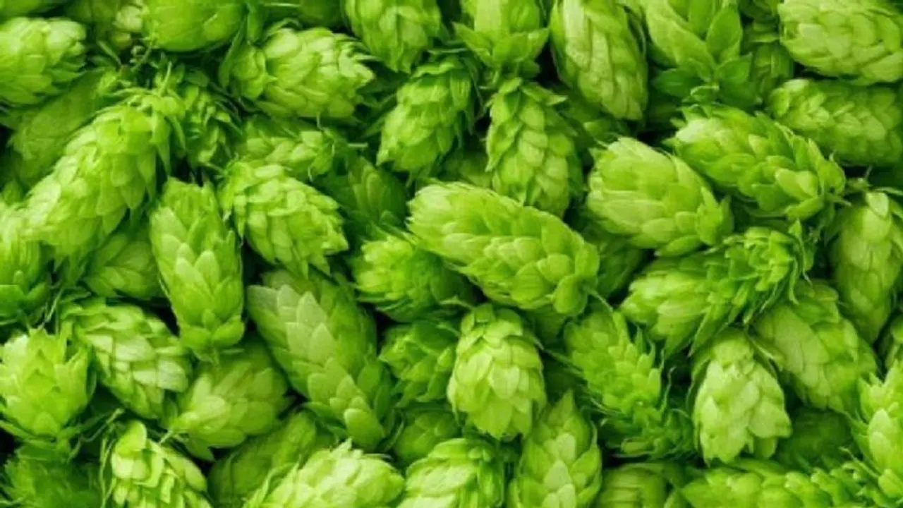 കിലോയ്ക്ക് ഒരു ലക്ഷം രൂപയ്ക്കടുത്ത് വിലമതിക്കുന്ന പച്ചക്കറി; അമ്പരക്കേണ്ട, സംഗതി സത്യമാണ്...