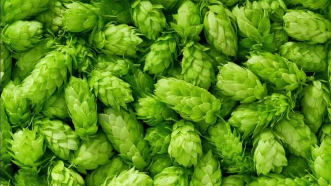 hop Shoots vegitable hop Shoots vegitable