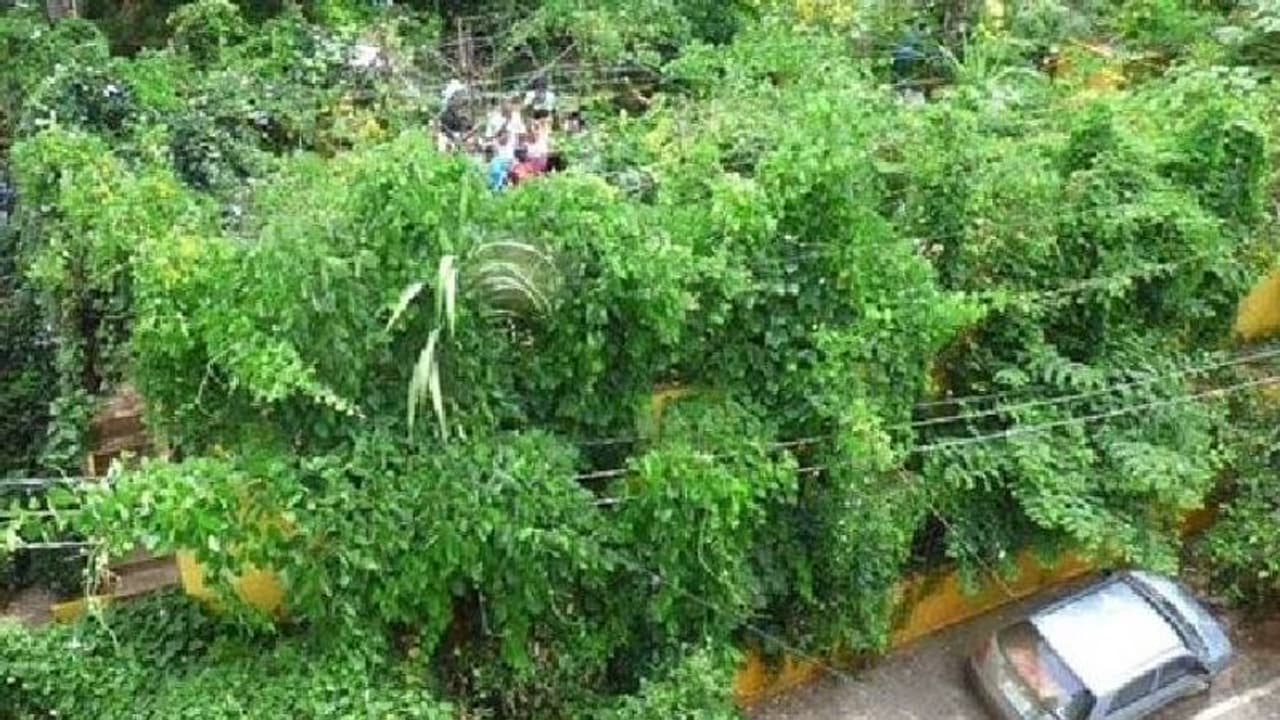 ഈ വീട് മുഴുവനും കാടാണല്ലോ? നഗരത്തിൽ ഫാൻ പോലും വേണ്ടാത്ത ഒരു വീട്! ഈ വീട് മുഴുവനും കാടാണല്ലോ? നഗരത്തിൽ ഫാൻ പോലും വേണ്ടാത്ത ഒരു വീട്!