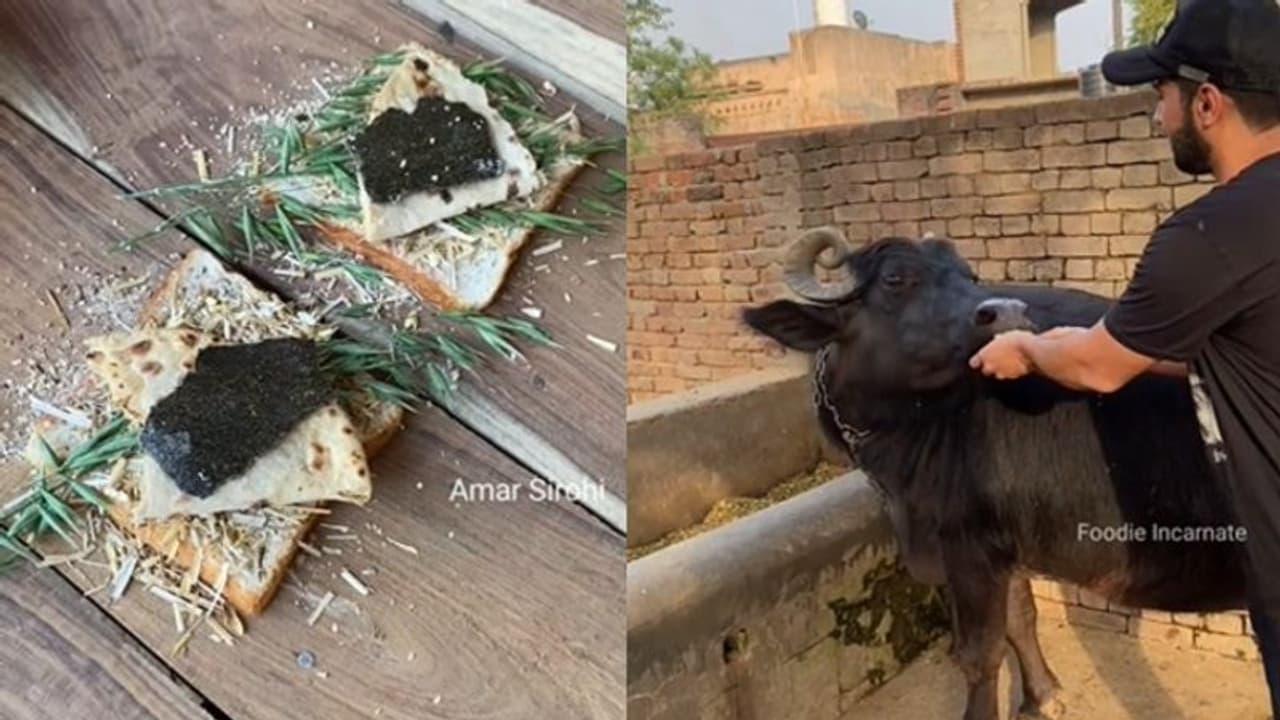 പോത്തിന് വേണ്ടി 'സെപ്ഷ്യല്‍' സാന്‍ഡ്‍വിച്ച്; രസകരമായ വീഡിയോ...