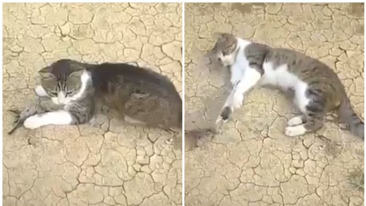 കിളിയെ പിടിക്കാൻ നോക്കിയതാണ് ഈ പൂച്ച; പിന്നീട് സംഭവിച്ചത് ഇങ്ങനെ കിളിയെ പിടിക്കാൻ നോക്കിയതാണ് ഈ പൂച്ച; പിന്നീട് സംഭവിച്ചത് ഇങ്ങനെ