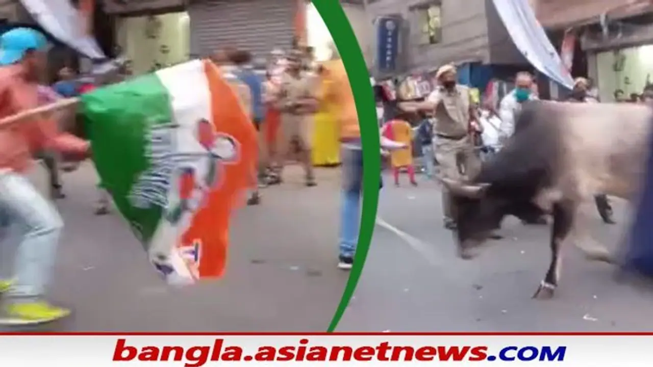 তৃণমূলের রোডশো এ খ্যাপা ষাঁড়ের তাড়া, হুইল চেয়ারে অসহায় মমতা দেখুন কী অবস্থা