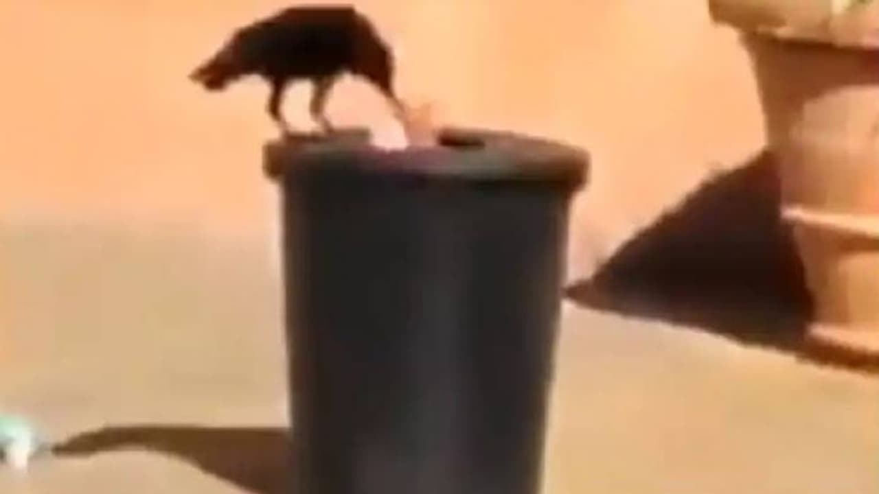 വലിച്ചെറിഞ്ഞ മാലിന്യം ചവറ്റുകുട്ടയില്‍ എടുത്തിടുന്ന കാക്ക; വൈറലായി വീഡിയോ