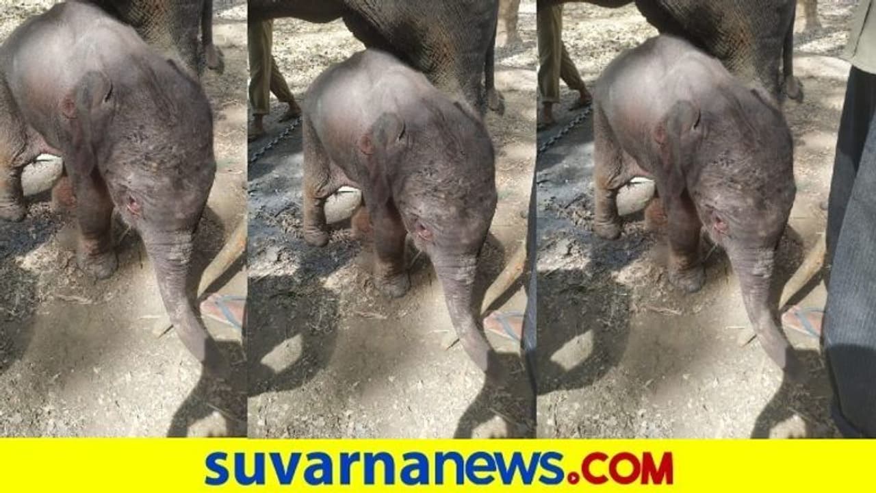 ಸಕ್ರೆಬೈಲು ಆನೆ ಬಿಡಾರದಲ್ಲಿ ಸಂಭ್ರಮ : ಹೆಣ್ಣು ಮರಿಗೆ ಜನ್ಮ ನೀಡಿದ ಭಾನುಮತಿ