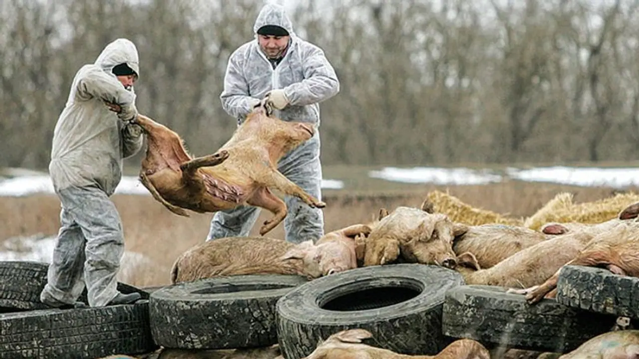 భారత్లో ఆఫ్రికన్ స్వైన్ఫ్లూ.. అప్రమత్తమైన అధికారులు ! భారత్లో ఆఫ్రికన్ స్వైన్ఫ్లూ.. అప్రమత్తమైన అధికారులు !