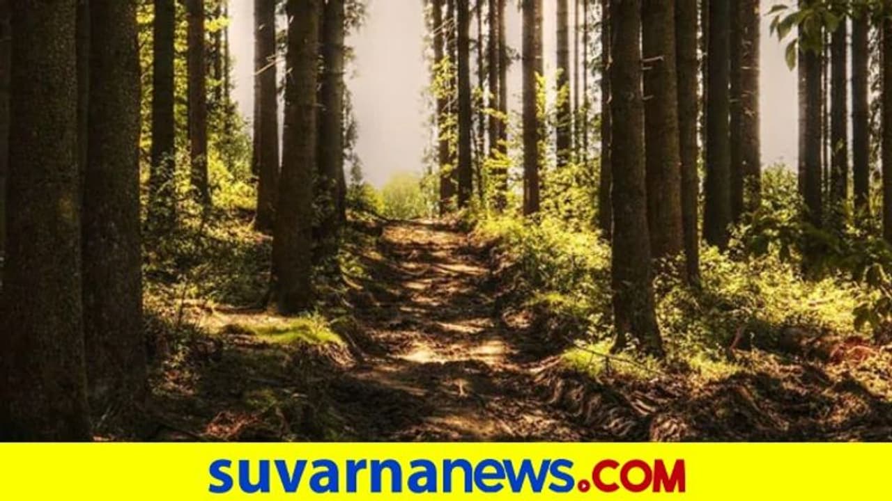 ಬೇಟೆ ವೇಳೆ ಸ್ನೇಹಿತ ಬಲಿ, ನೊಂದ 3 ಸ್ನೇಹಿತರ ಆತ್ಮಹತ್ಯೆ!