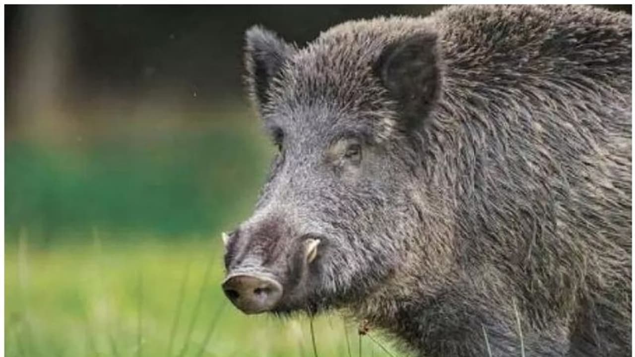 ലോക്കൽ കമ്മറ്റി അംഗത്തെയും മകളെയും കാട്ടുപന്നി ആക്രമിച്ചു.. പരിക്ക് ഗുരുതരം... സംഭവം തിരുവനന്തപുരത്ത് ലോക്കൽ കമ്മറ്റി അംഗത്തെയും മകളെയും കാട്ടുപന്നി ആക്രമിച്ചു.. പരിക്ക് ഗുരുതരം... സംഭവം തിരുവനന്തപുരത്ത്