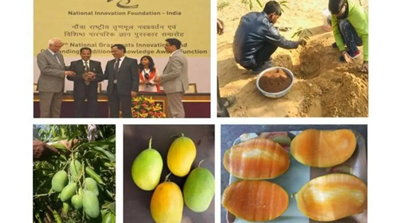 Sadabahar mangoes: A new variety developed by Rajasthan farmer resistant to many diseases
