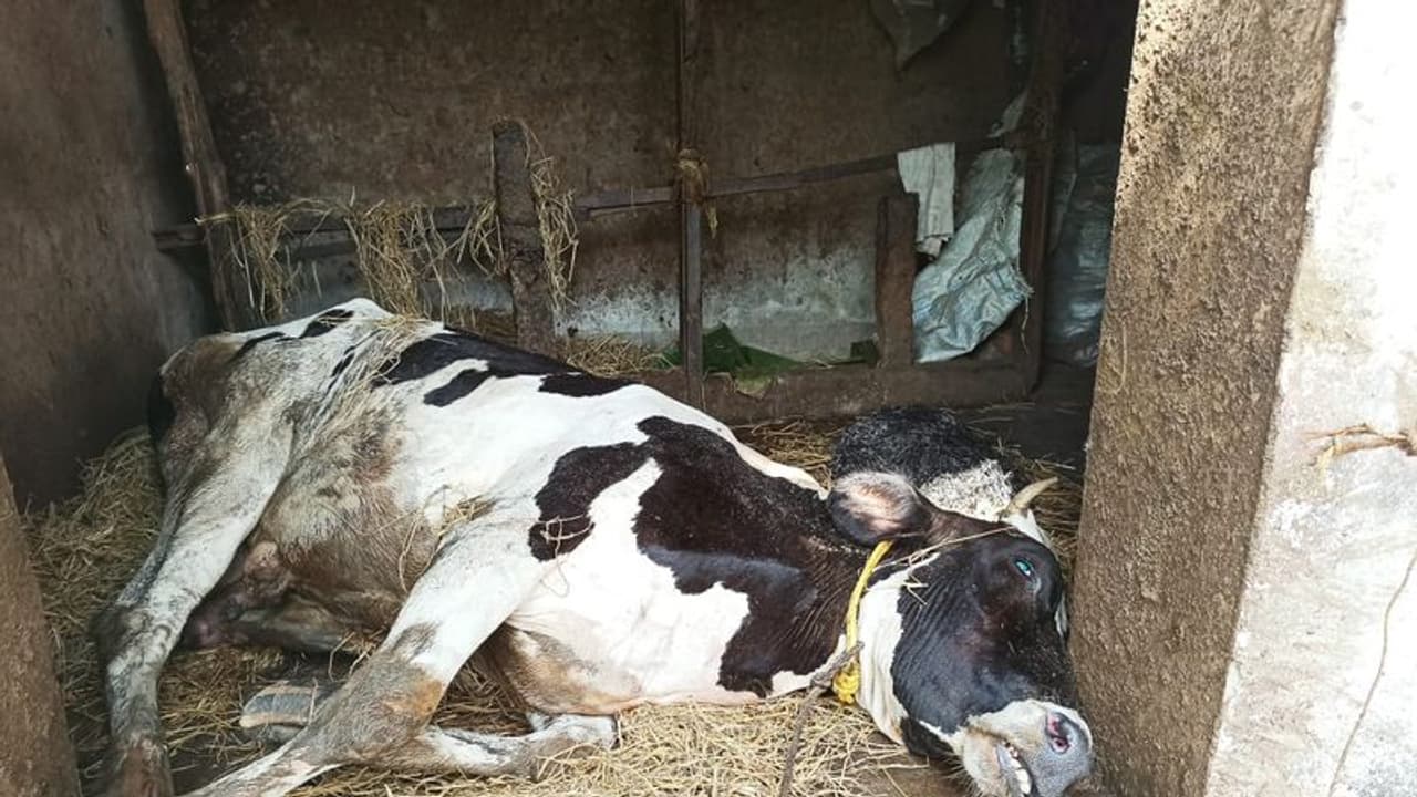 എടത്വയിൽ അജ്ഞാതരോഗം ബാധിച്ച് കറവപ്പശു ചത്തു എടത്വയിൽ അജ്ഞാതരോഗം ബാധിച്ച് കറവപ്പശു ചത്തു