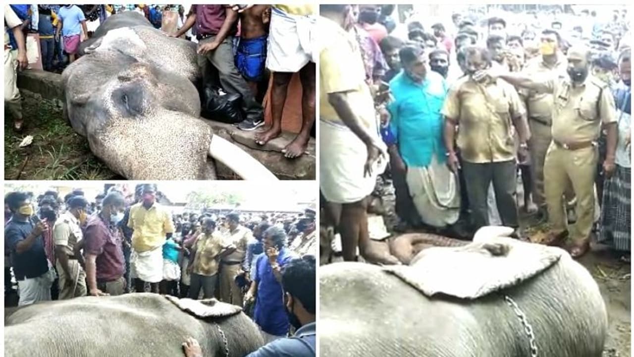 അമ്പലപ്പുഴ വിജയകൃഷ്ണന്‍ ചരിഞ്ഞു; മതിയായ ചികിത്സ നല്‍കിയില്ലെന്ന് നാട്ടുകാരും ആനപ്രേമികളും, പ്രതിഷേധം