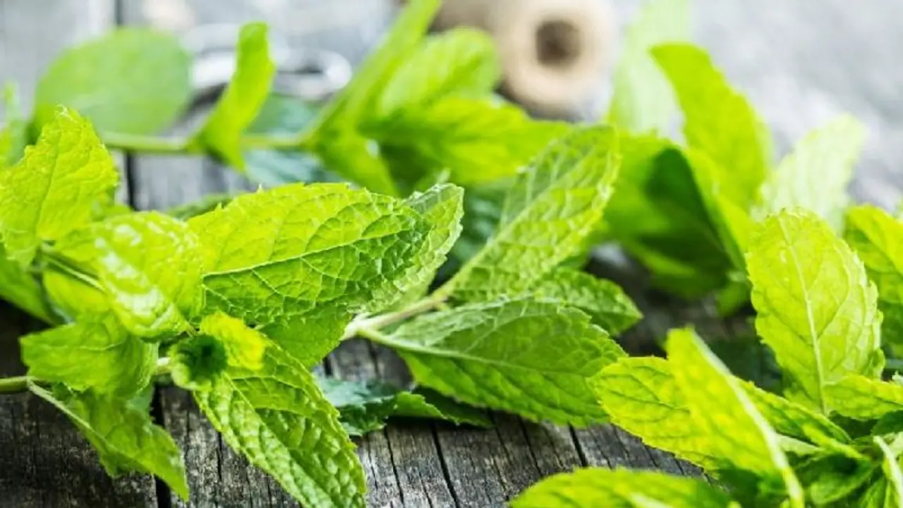 എന്തുകൊണ്ട് പുതിനയില കഴിക്കണം; അറിയാം പുതിനയില നമുക്കേകുന്ന അഞ്ച് ഗുണങ്ങള്... എന്തുകൊണ്ട് പുതിനയില കഴിക്കണം; അറിയാം പുതിനയില നമുക്കേകുന്ന അഞ്ച് ഗുണങ്ങള്...