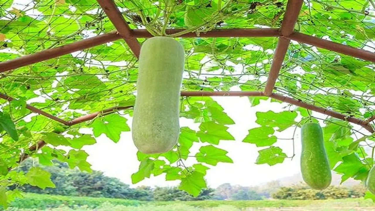 కంచె శుభ్రం చేస్తుంటే తెగిపడిన సొరకాయ తీగ.. నిండు ప్రాణం బలి.. ! కంచె శుభ్రం చేస్తుంటే తెగిపడిన సొరకాయ తీగ.. నిండు ప్రాణం బలి.. !