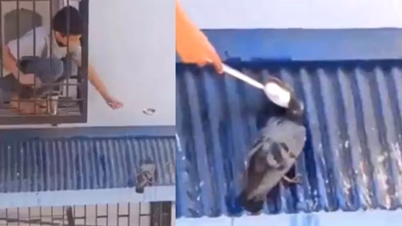 ദാഹിച്ചുവലഞ്ഞ പ്രാവിന് വെള്ളം കൊടുക്കുന്ന ബാലന്‍; വീഡിയോ ഏറ്റെടുത്ത് സോഷ്യല്‍ മീഡിയ