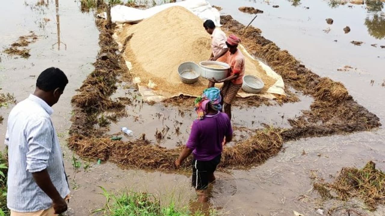 കനത്ത മഴ; പാടങ്ങൾ വെള്ളത്തില് മുങ്ങി, ആലപ്പുഴയിൽ കൈ കൊയ്ത്തില് വിളവെടുത്ത നെല്ല് വെള്ളത്തില് കനത്ത മഴ; പാടങ്ങൾ വെള്ളത്തില് മുങ്ങി, ആലപ്പുഴയിൽ കൈ കൊയ്ത്തില് വിളവെടുത്ത നെല്ല് വെള്ളത്തില്