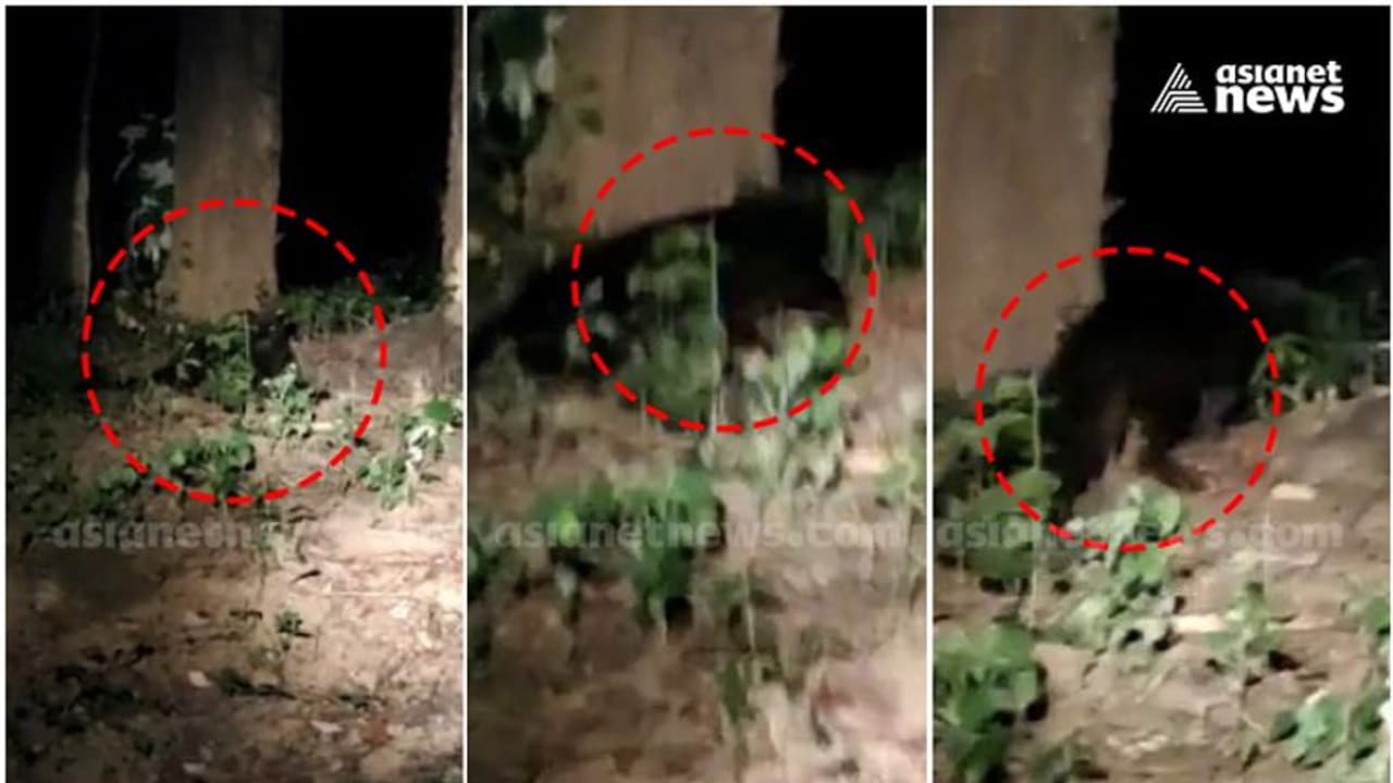 ആനമല പാതയിലെ കരിമ്പുലിയെ പൊലീസ് മൊബൈലില് 'കുടുക്കി' ആനമല പാതയിലെ കരിമ്പുലിയെ പൊലീസ് മൊബൈലില് 'കുടുക്കി'