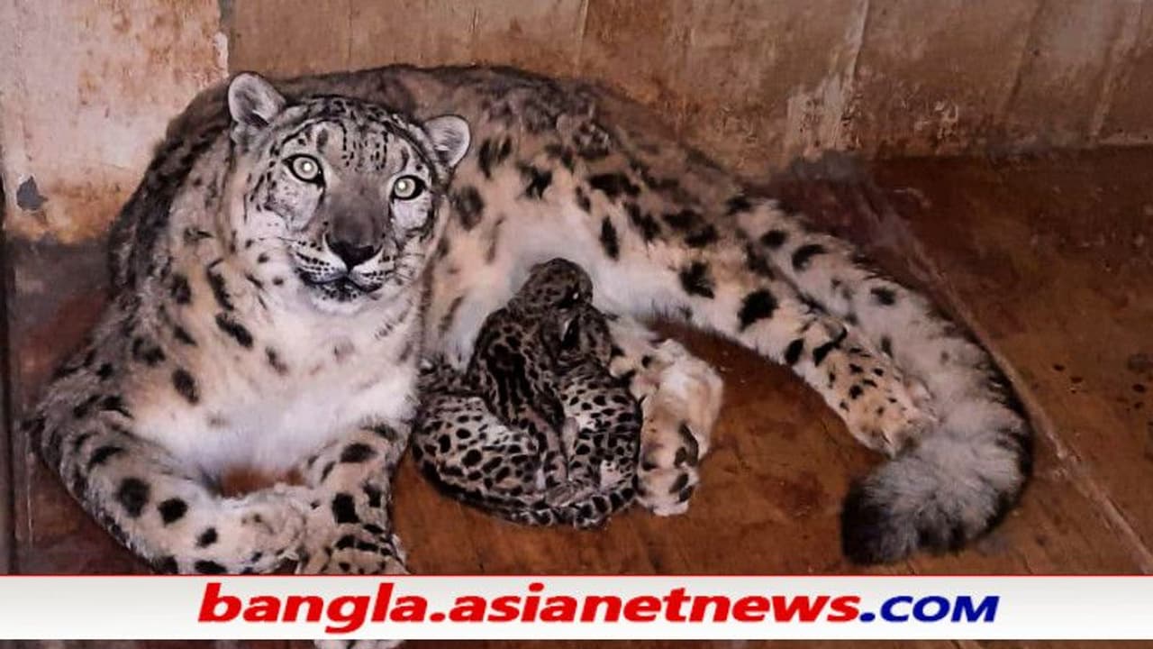 জন্ম নিল তিন তুষাড় চিতা শাবক, গর্বিত দার্জিলিং চিড়িয়াখানা, দেখুন জন্ম নিল তিন তুষাড় চিতা শাবক, গর্বিত দার্জিলিং চিড়িয়াখানা, দেখুন