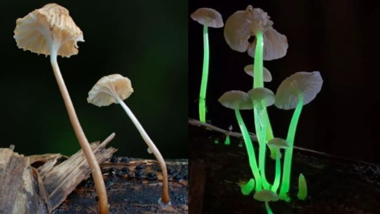 തദ്ദേശീയരുടെ 'ടോര്ച്ച്'; മേഘാലയയില് തിളങ്ങുന്ന കൂണുകള് കണ്ടെത്തി ശാസ്ത്രജ്ഞര് തദ്ദേശീയരുടെ 'ടോര്ച്ച്'; മേഘാലയയില് തിളങ്ങുന്ന കൂണുകള് കണ്ടെത്തി ശാസ്ത്രജ്ഞര്