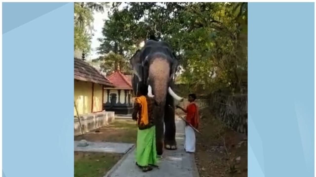 തൃശ്ശൂരില്‍ ആനയെ ഉപദ്രവിച്ച പാപ്പാനെ അറസ്റ്റ് ചെയ്തു