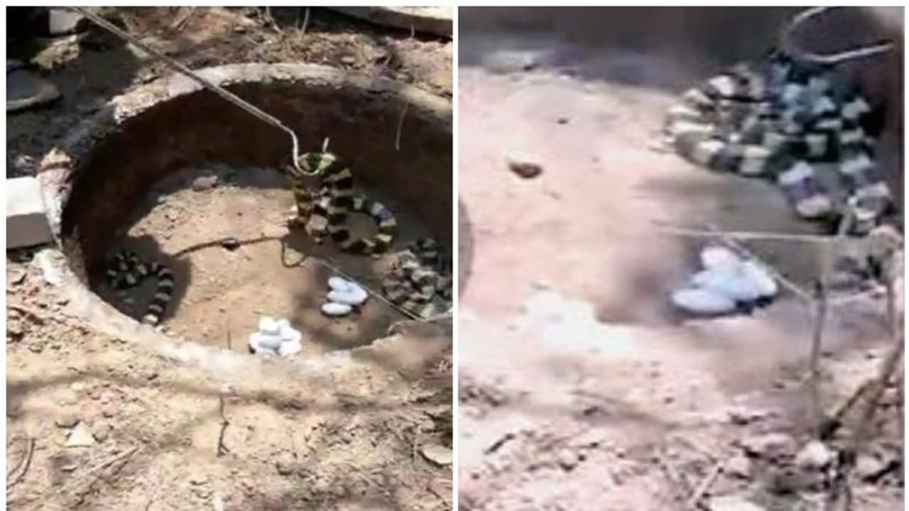 ഉപയോഗശൂന്യമായ സെപ്റ്റിക് ടാങ്കില്‍ മുട്ടയിട്ട് അട ഇരിക്കുന്ന എട്ടടിവീരൻ; വീഡിയോ കാണാം