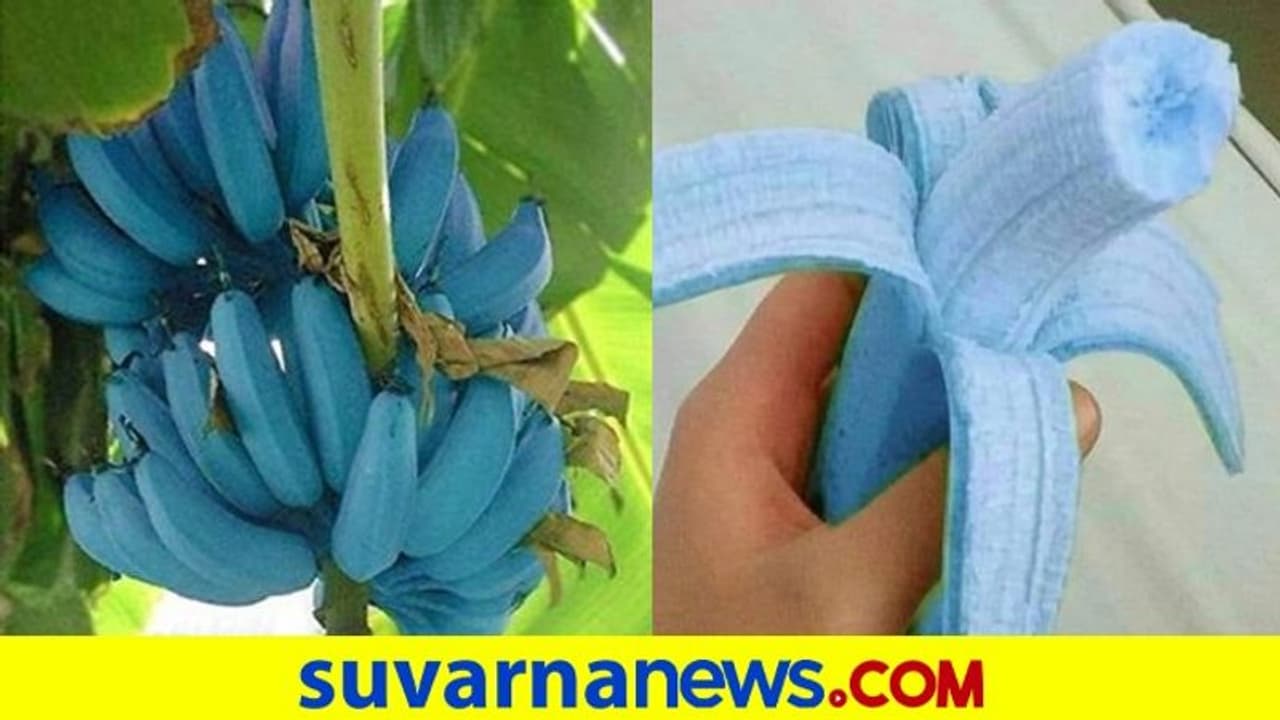 ನೀಲಿ ಜಾವ ಬಾಳೆಹಣ್ಣು ಗೊತ್ತಾ ? ಥೇಟ್ ವೆನಿಲ್ಲಾ ಐಸ್‌ಕ್ರೀಂನದ್ದೇ ಟೇಸ್ಟ್