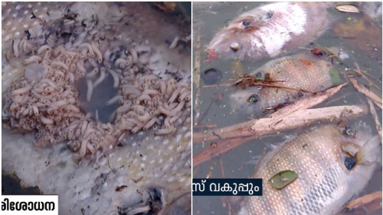 കരമനയാറ്റില് കൂട്ടത്തോടെ മീനുകള് ചത്ത് പൊങ്ങി; ഇടപ്പെട്ട് മേയര്, പരിശോധന തുടങ്ങി കരമനയാറ്റില് കൂട്ടത്തോടെ മീനുകള് ചത്ത് പൊങ്ങി; ഇടപ്പെട്ട് മേയര്, പരിശോധന തുടങ്ങി
