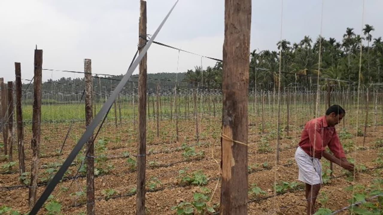 കാലാവസ്ഥ മാറിമറിയുന്നു; വയനാട്ടിൽ പച്ചക്കറി കൃഷിയും പ്രതിസന്ധിയില്‍