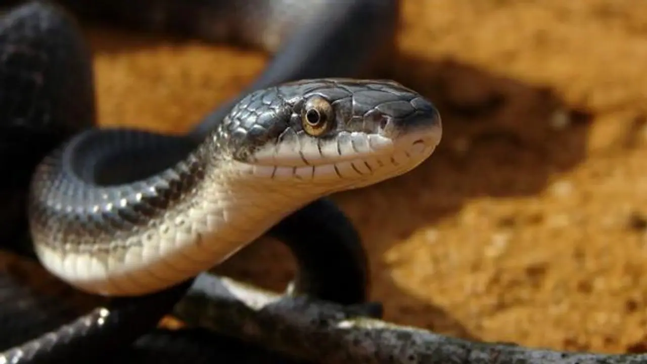 জ্যান্ত সাপ চিবিয়ে খাচ্ছে যুবক, কারণ জানলে অবাক হবেন আপনিও জ্যান্ত সাপ চিবিয়ে খাচ্ছে যুবক, কারণ জানলে অবাক হবেন আপনিও