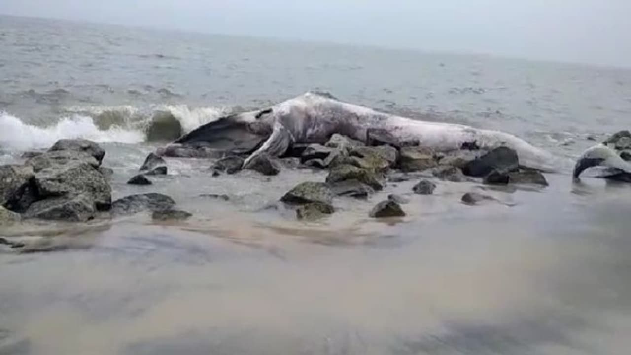 കടൽതീരത്തടിഞ്ഞ തിമിംഗലത്തെ സംസ്കരിച്ചില്ല; ദുർഗന്ധം സഹിക്കാനാവാതെ പ്രദേശ വാസികൾ