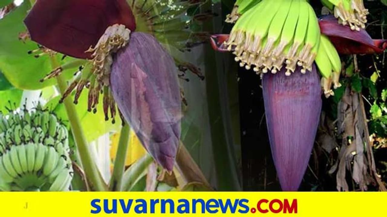 ಸೂಕ್ತ ಬೆಲೆ ಇಲ್ಲ ಮಾರಾಟವೂ ಆಗುತ್ತಿಲ್ಲ : 3.5 ಎಕರೆ ಬಾಳೆ ಬೆಳೆ ನಾಶ ಸೂಕ್ತ ಬೆಲೆ ಇಲ್ಲ ಮಾರಾಟವೂ ಆಗುತ್ತಿಲ್ಲ : 3.5 ಎಕರೆ ಬಾಳೆ ಬೆಳೆ ನಾಶ