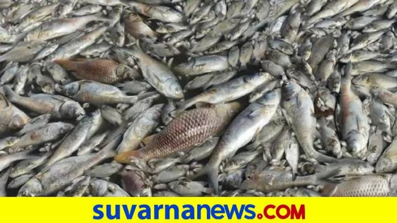 ಹಂಪಿ ಪುಷ್ಕರಣಿಗೆ ವಿಷ ಹಾಕಿದ ದುರುಳರು: ಮೀನುಗಳ ಮಾರಣ ಹೋಮ