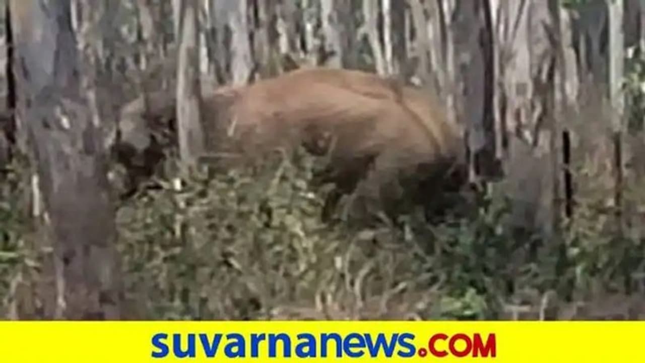 ಅರಣ್ಯ ಸೇರಿದ ಒಂಟಿ ಸಲಗ: ನಿಟ್ಟುಸಿರು ಬಿಟ್ಟ ಧಾರವಾಡ ಮಂದಿ..!