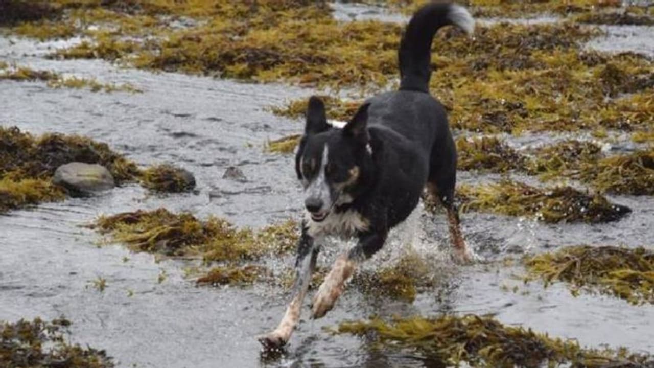 ചെവി കേൾക്കാതെയായി, ഇടയനായയെ ആം​ഗ്യഭാഷ പഠിപ്പിച്ചെടുത്ത് ഉടമകൾ...