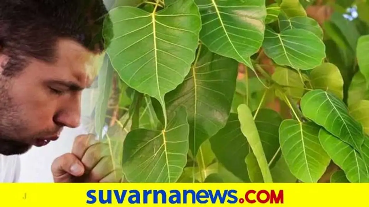 ಮನೆ ಸುತ್ತಮುತ್ತ ಈ ಮರಗಳಿದ್ದರೆ ದುರದೃಷ್ಟ!