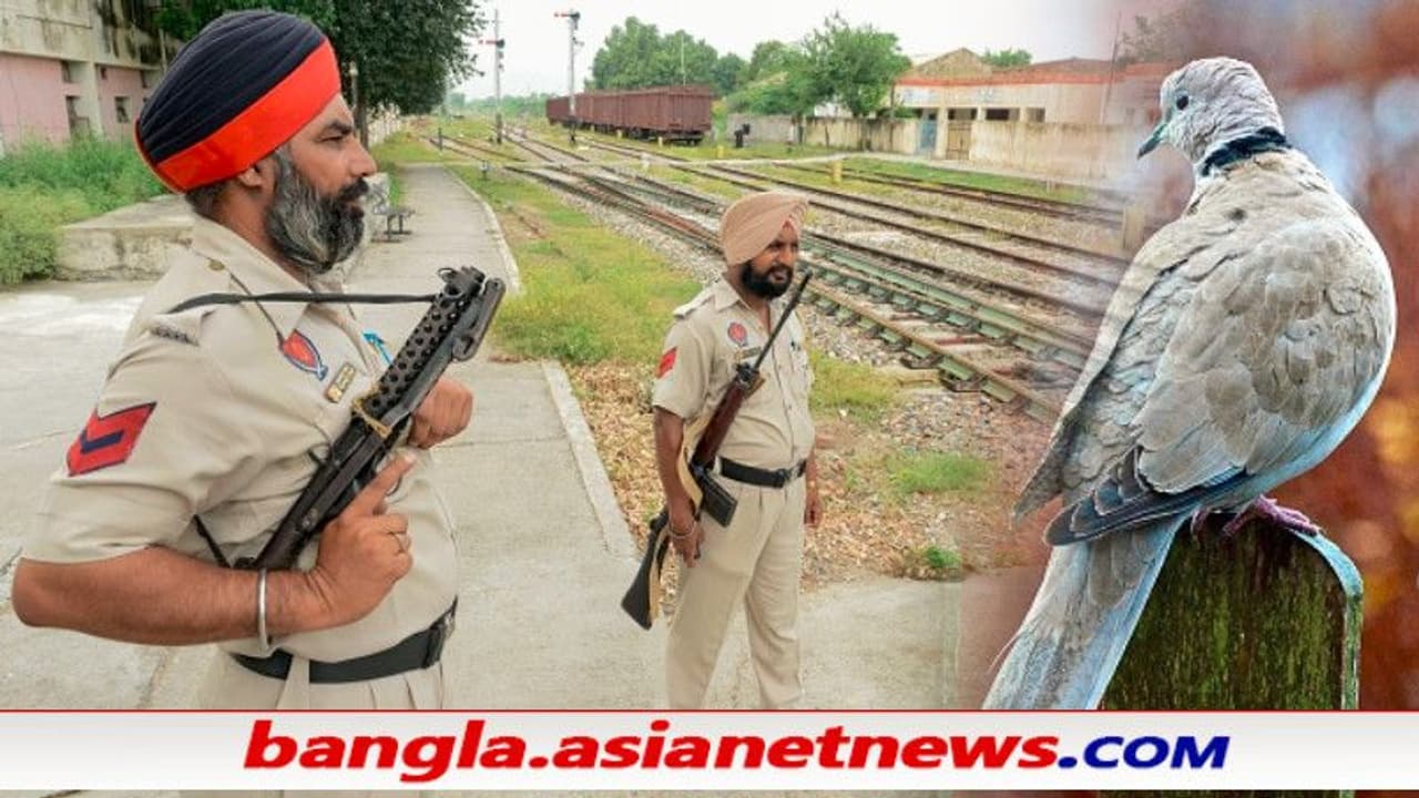 সীমান্তে আটক 'পাকিস্তানি পায়রা', করা হল এফআইআর উদ্ধার সন্দেহজনক সাদা কাগজ