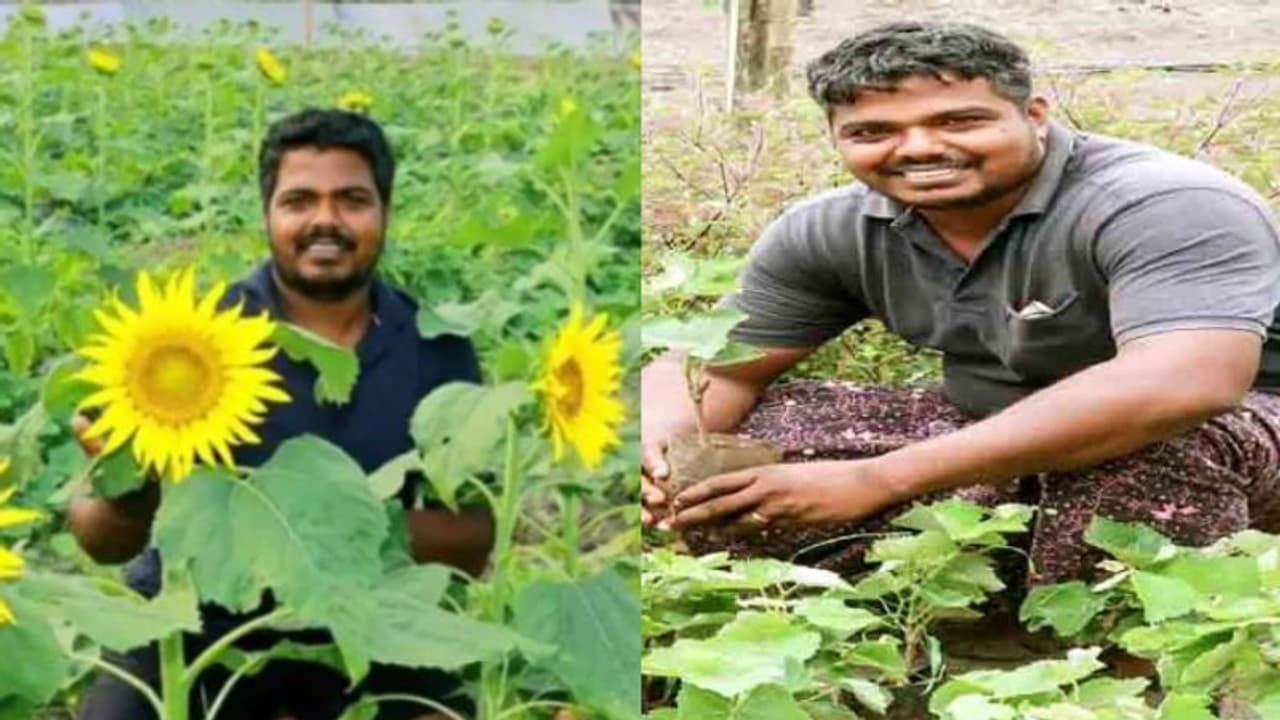 സൂര്യകാന്തിക്ക് പിന്നാലെ കഞ്ഞിക്കുഴിയില്‍ മുന്തിരിവള്ളികളും തളിര്‍ക്കും