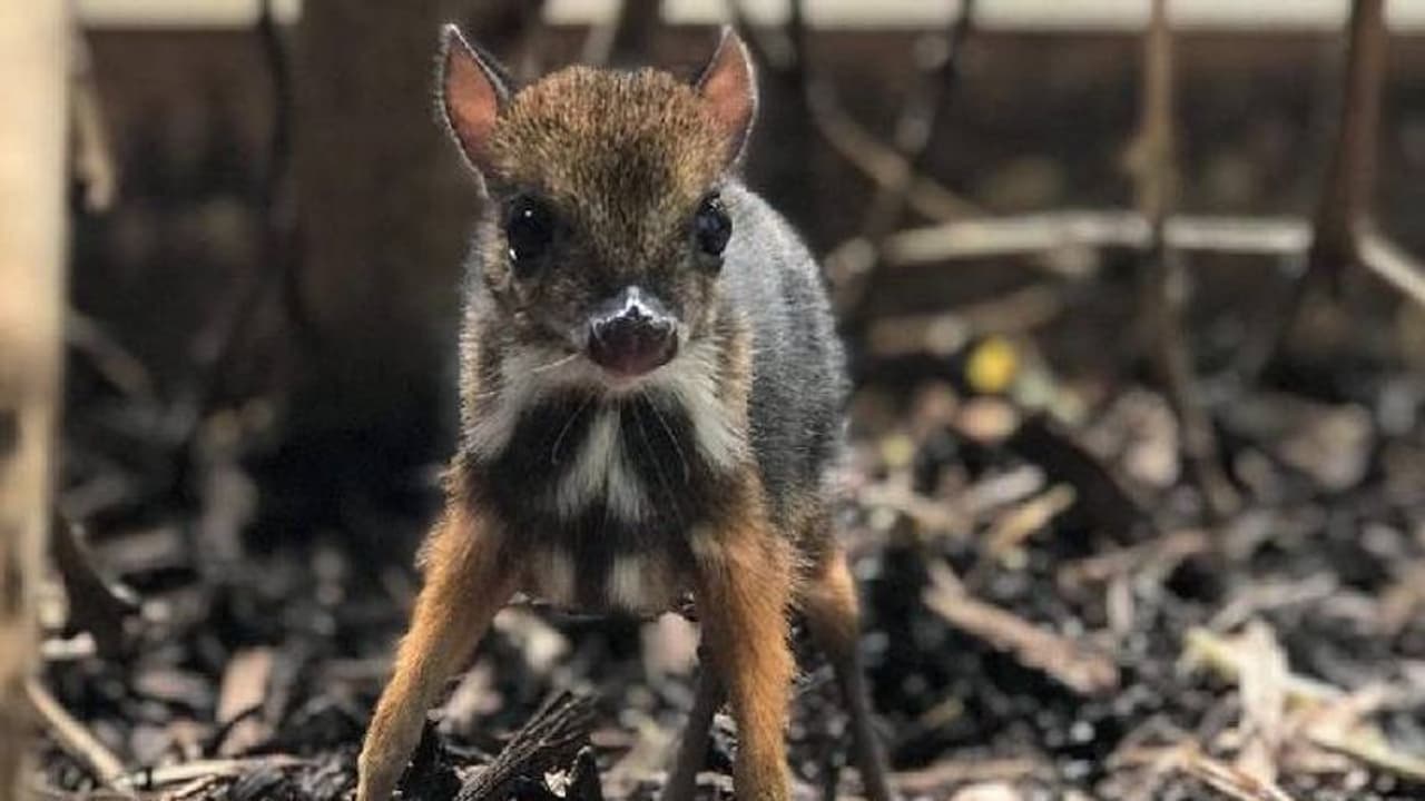പെൻസിലിന്റെ ഉയരം മാത്രമുള്ള മൗസ് ഡിയർ, ബ്രിസ്റ്റോൾ മൃഗശാലയിൽ നിന്നുള്ള ചിത്രങ്ങൾ പെൻസിലിന്റെ ഉയരം മാത്രമുള്ള മൗസ് ഡിയർ, ബ്രിസ്റ്റോൾ മൃഗശാലയിൽ നിന്നുള്ള ചിത്രങ്ങൾ