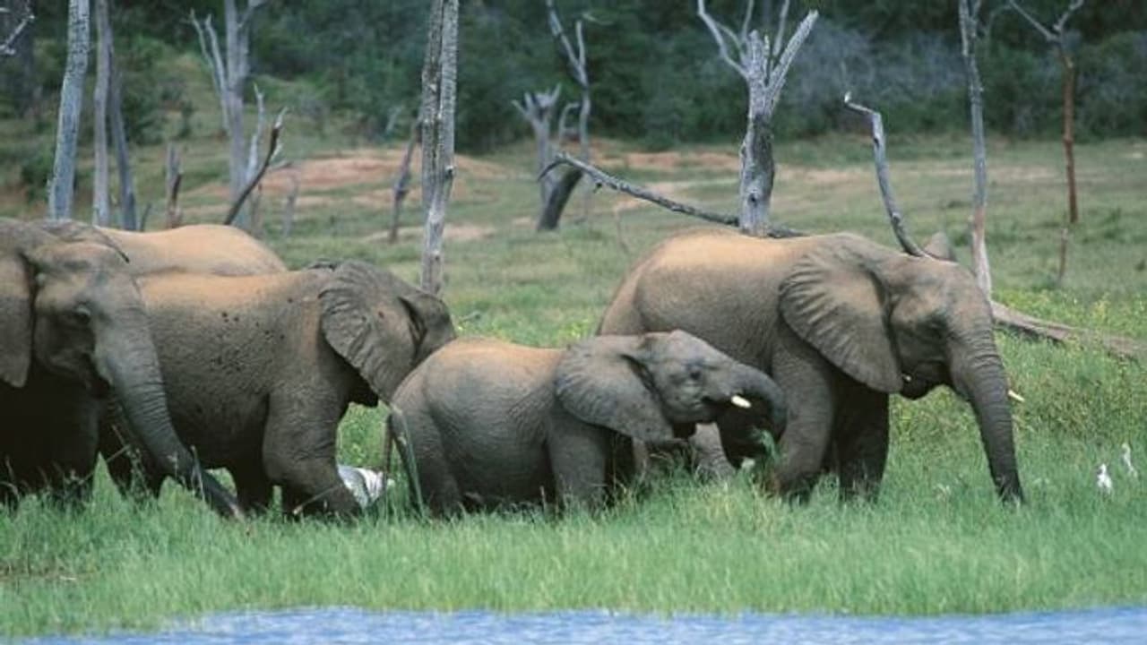 ആനകളെ വേട്ടയാടാൻ സിംബാബ്‍വെ, 'ട്രോഫി വേട്ട'ക്ക് അനുമതി, പ്രതിഷേധവും ശക്തം