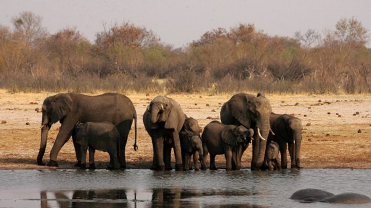 ಮಧುರಮೈಲೆ ರಕ್ಷಿತಾರಣ್ಯದ 28 ಆನೆಗೆ ಕೋವಿಡ್ ಪರೀಕ್ಷೆ!